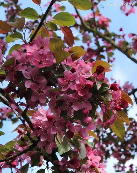 Яблоня Роялти декоративная