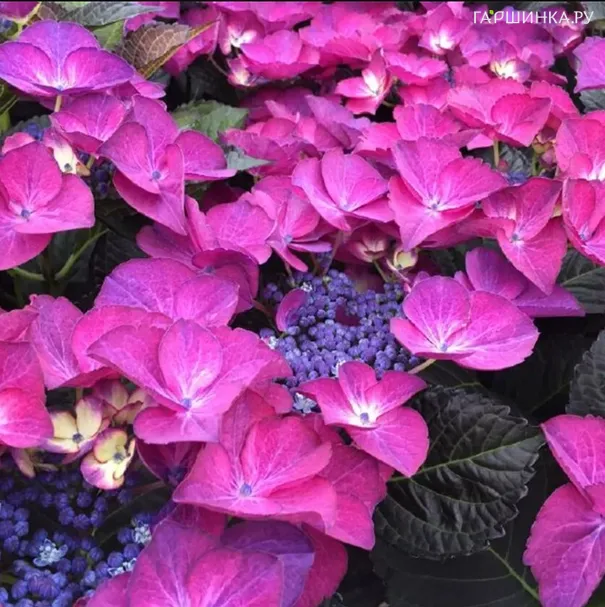 Гортензия Дарк Ангел крупнолистная