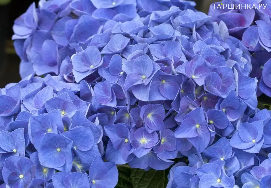 Гортензия Джип Блю крупнолистная (макрофила)