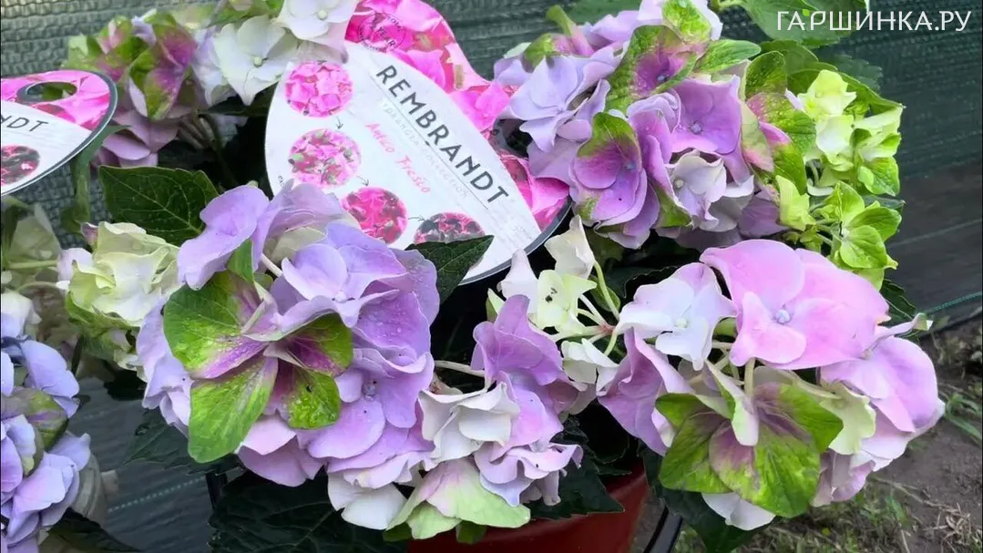 Гортензия Антико Фреско крупнолистная (серия Рембрант)