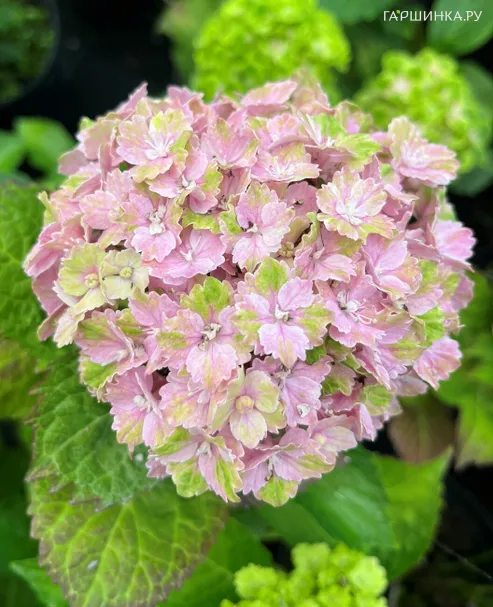 Гортензия Вибрант Верде крупнолистная (серия Рембрандт)