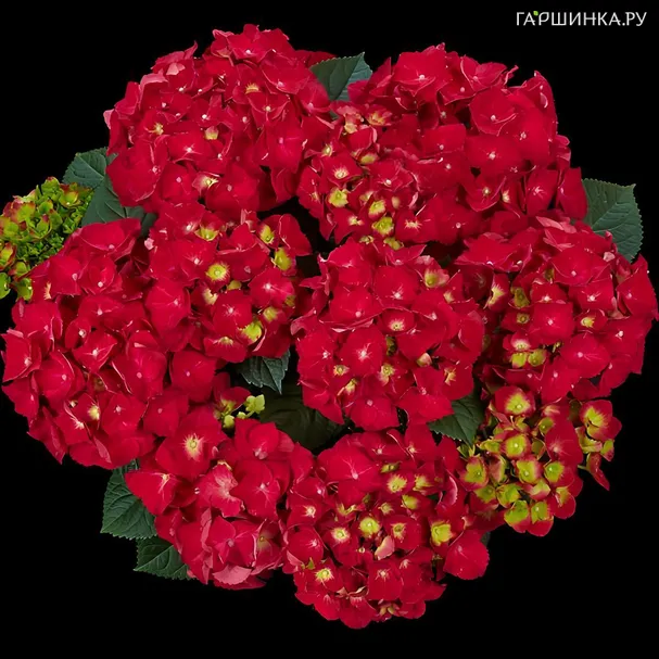 Гортензия Спиди Ред Импрувд крупнолистная (макрофила)