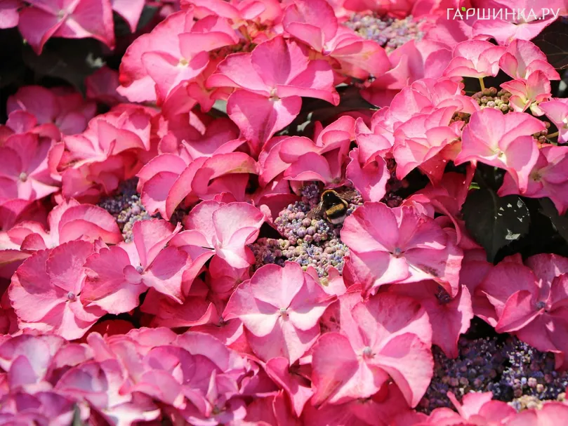 Гортензия Тиффани Пинк крупнолистная