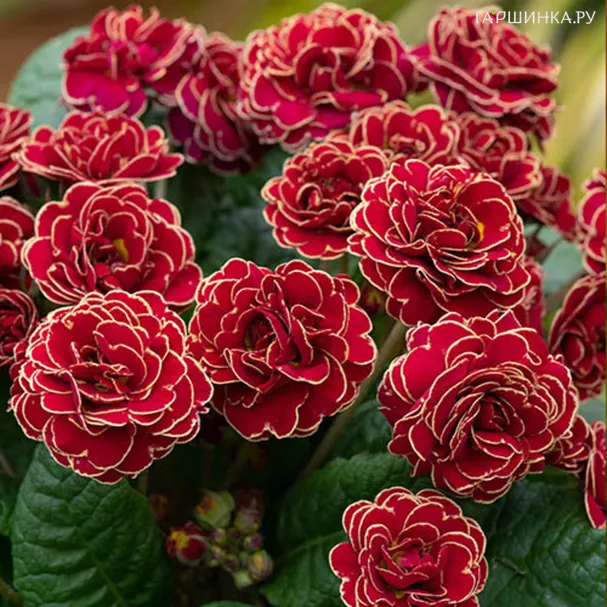 Примула Тач оф Голд полиантовая