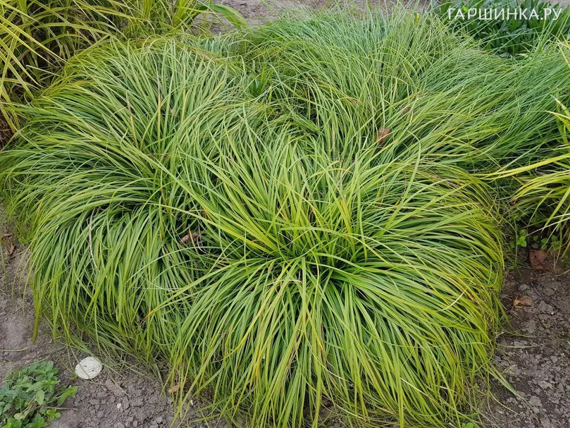 Осока Битлз гвоздичная