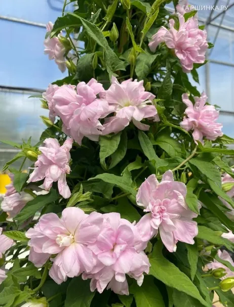 Калистегия Флоре Плено