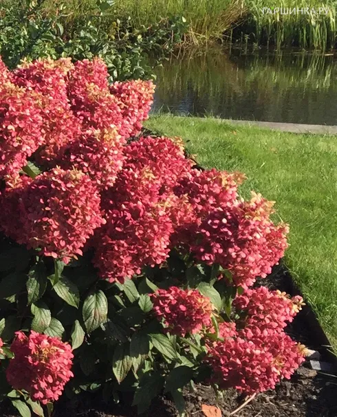 Гортензия Пинкачу метельчатая