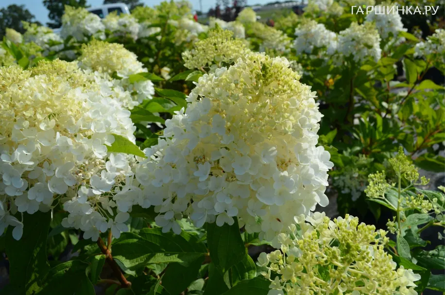 Гортензия Спарклин Руби метельчатая