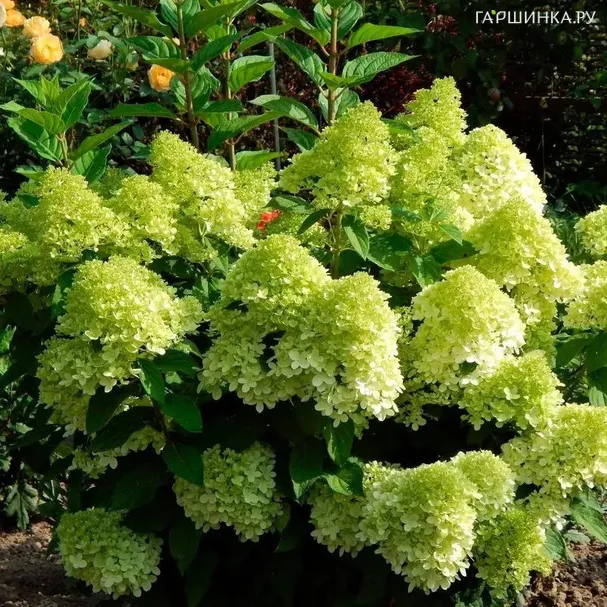 Гортензия Панателла метельчатая