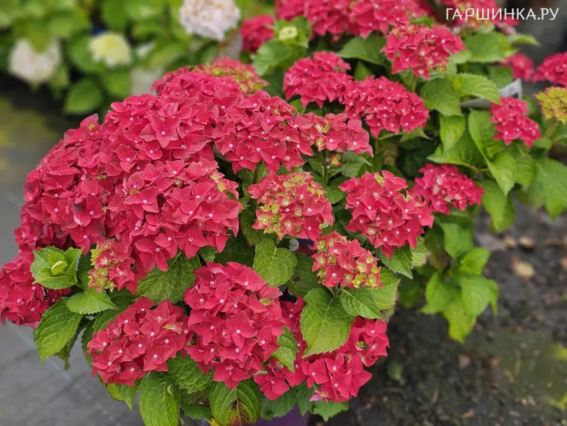 Гортензия Форевер Энд Эве Ред крупнолистная ремонтантная