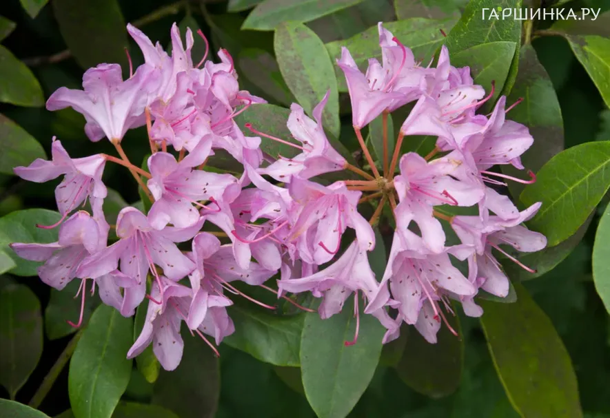 Рододендрон Понтийский