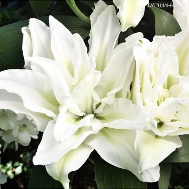 Лилия Роузлили Анжела восточная махровая белая