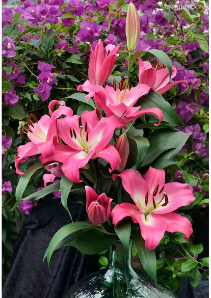 Лилия Брусаго ОТ-гибрид розовая