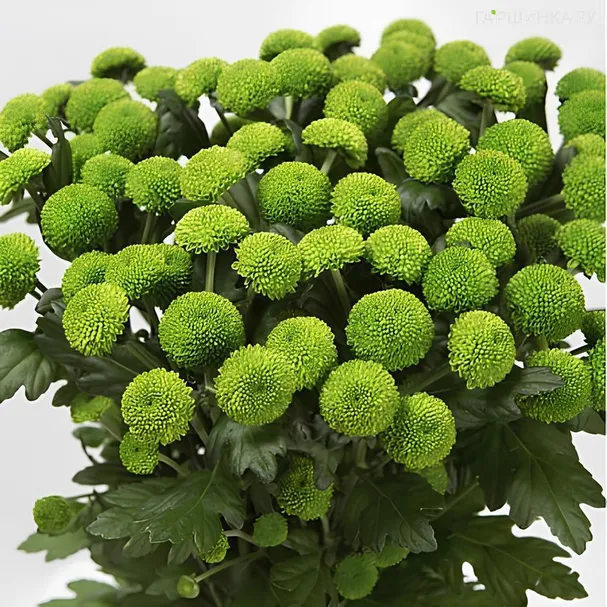 Хризантема Филинг Грин