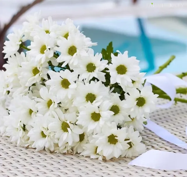 Хризантема Бакарди белая