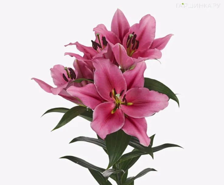 Лилия Трокадеро ОТ-гибрид розовая