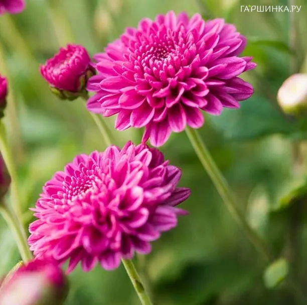 Хризантема Аленка