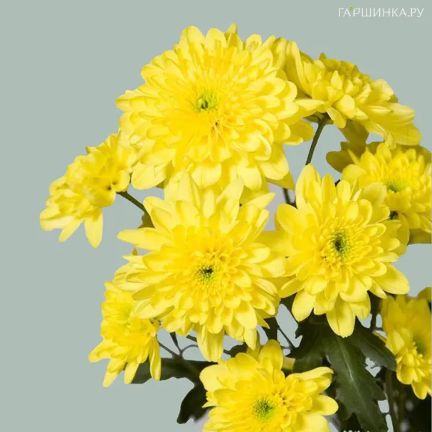 Хризантема Балтика желтая