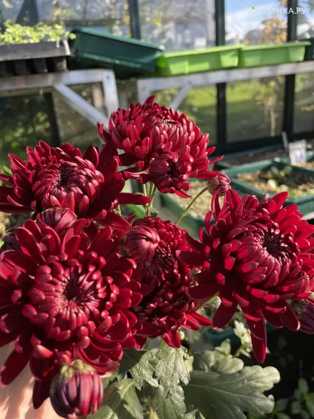 Хризантема Бигуди красная