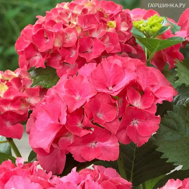 Гортензия Ред Сенсейшн крупнолистная (макрофила)