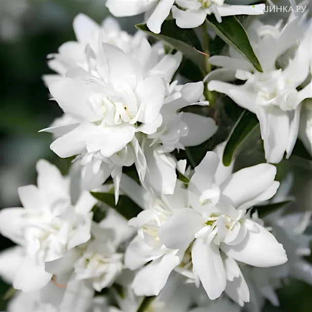 Чубушник Комсомолец