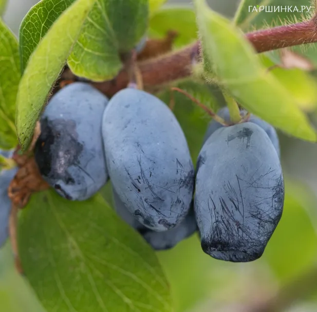 Жимолость Блю Треже (Голубое сокровище) крупноплодная сладкая