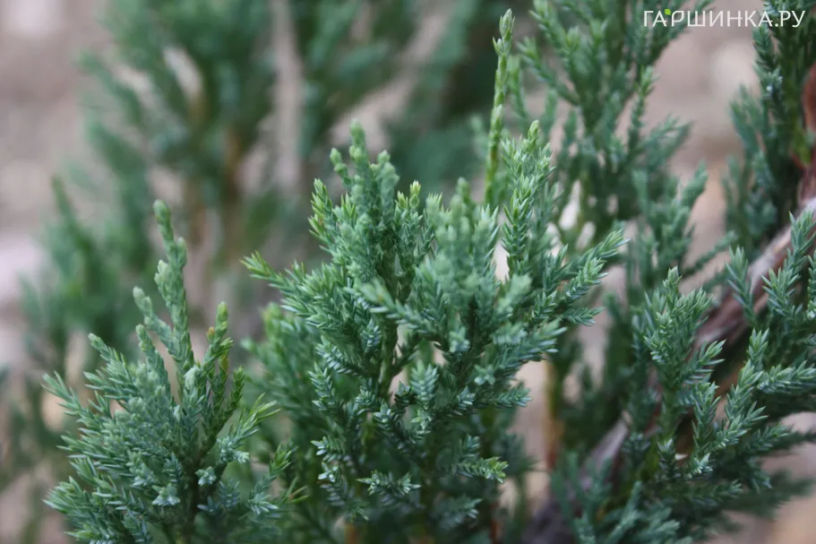Можжевельник горизонтальный Альпина