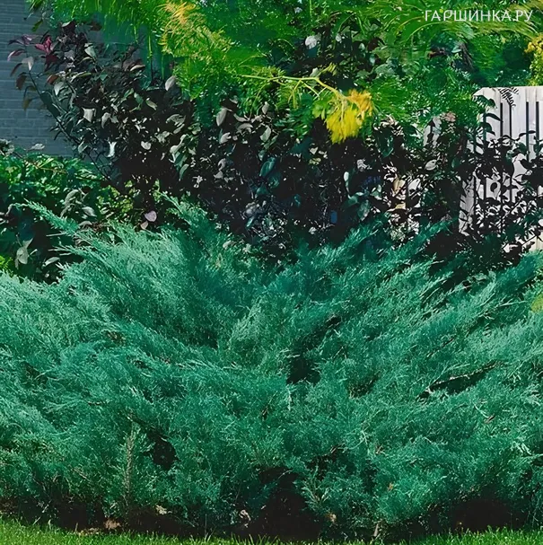 Можжевельник Блю Дануб казацкий
