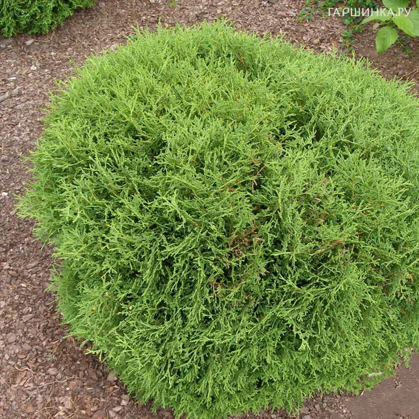 Туя западная Хозери