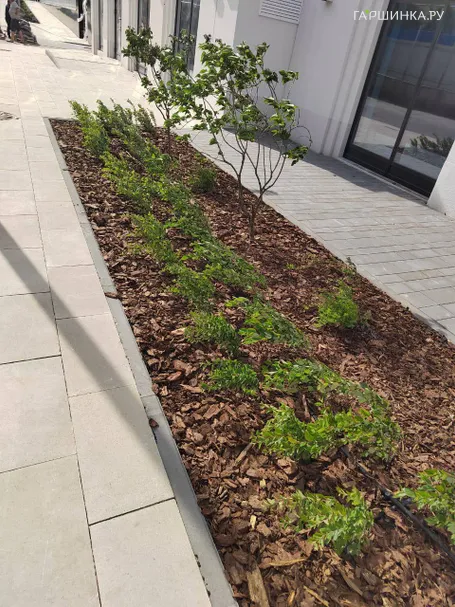 Кора (Мульча) сосновая 50 л