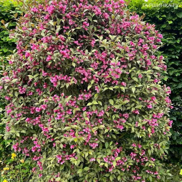 Живая изгородь: Вейгела Виктория 10шт