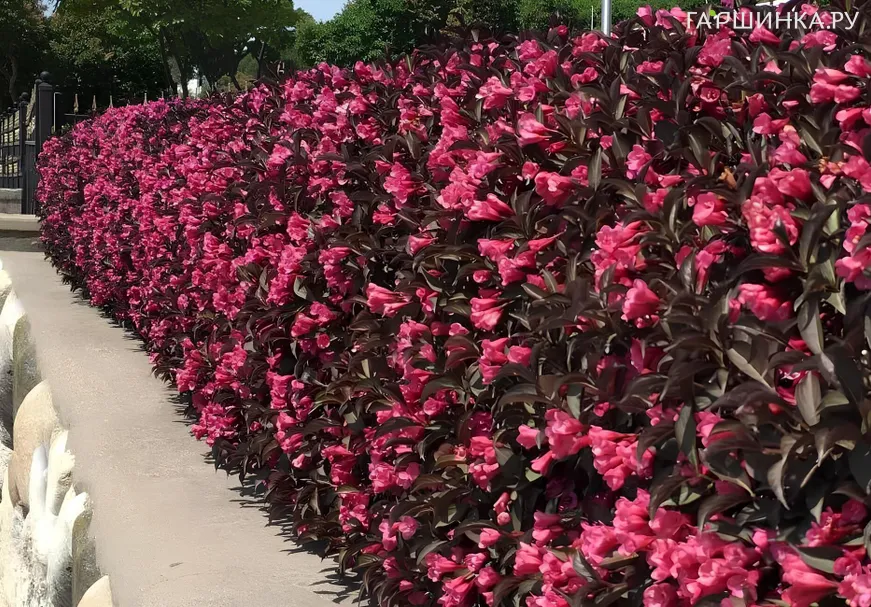 Живая изгородь: Вейгела Александра 10шт