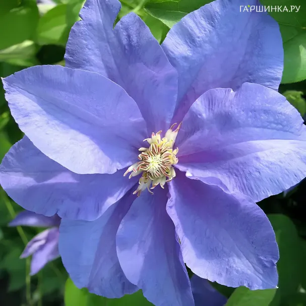 Клематис Бал цветов крупноцветковый (2)