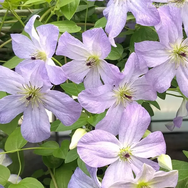 Клематис Си Бриз крупноцветковый (3)