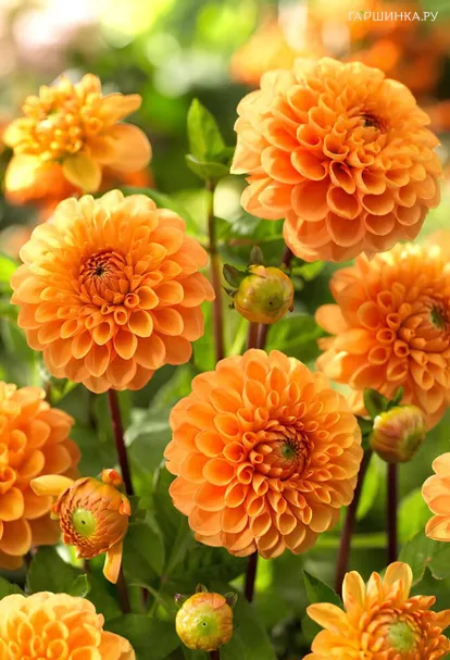 Георгина Сильвия помпонная