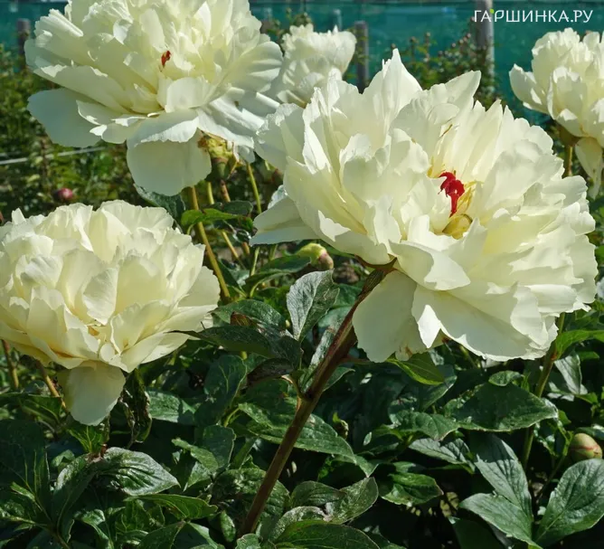 Пион Ванилла Шнапс