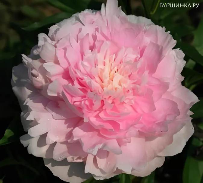 Пион Бесси, Питомник Юлии Олейник