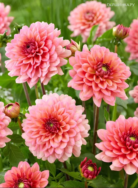 Георгина Салмон Раннер декоративная