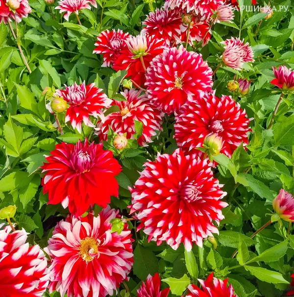 Георгина Давос декоративная