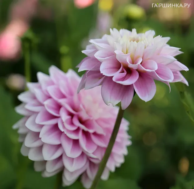 Георгина Оффшор Дрим декоративная