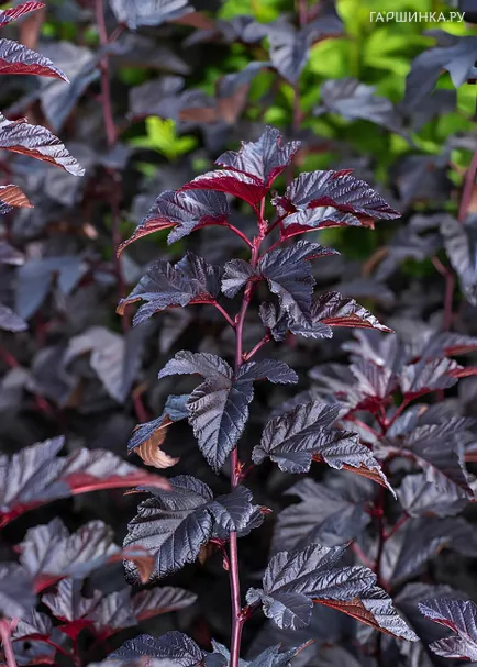 Пузыреплодник Рубелла калинолистный