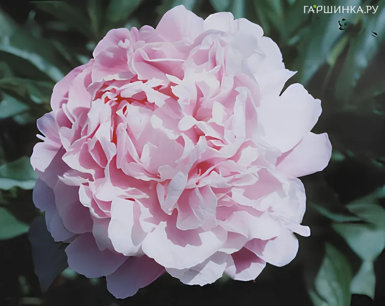 Пион Платье для девушки розово-голубой