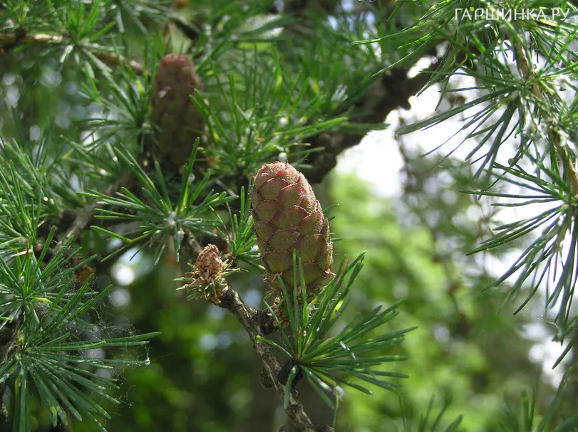 Лиственница сибирская (семенная)