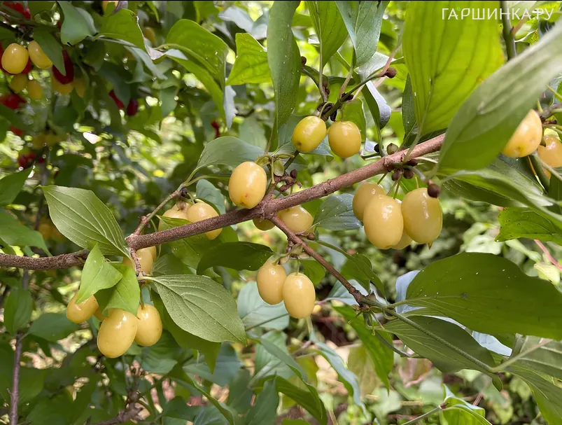 Кизил Янтарный