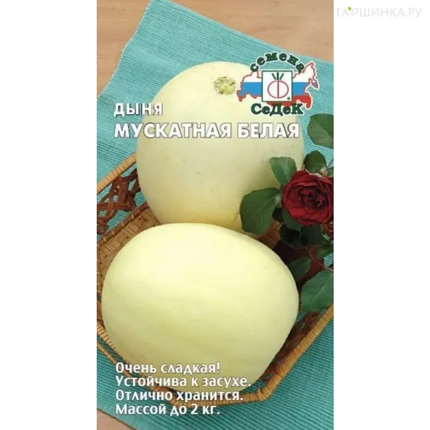 Дыня Мускатная белая ц/п, Семена Седек