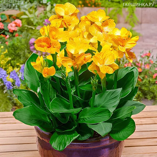 Канна Клеопатра Еллоу