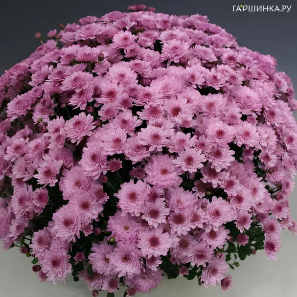 Хризантема мультифлора Бранжой