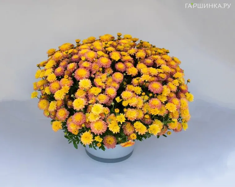 Хризантема мультифлора Браншуга