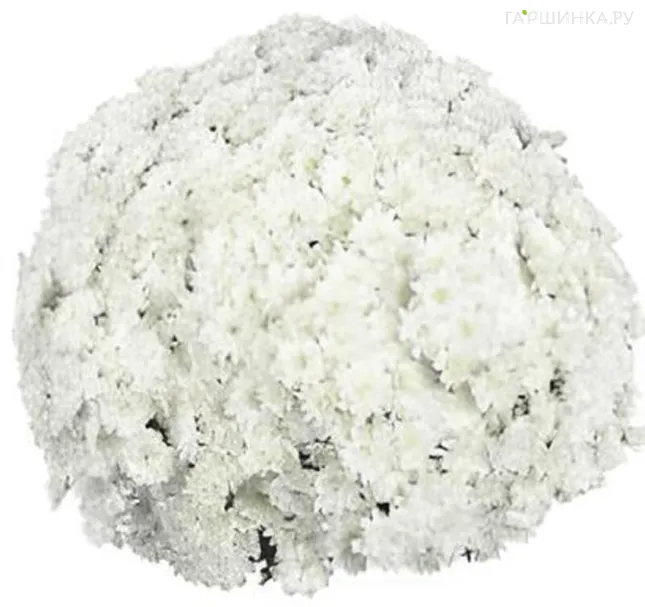 Хризантема мультифлора Файр Вайт