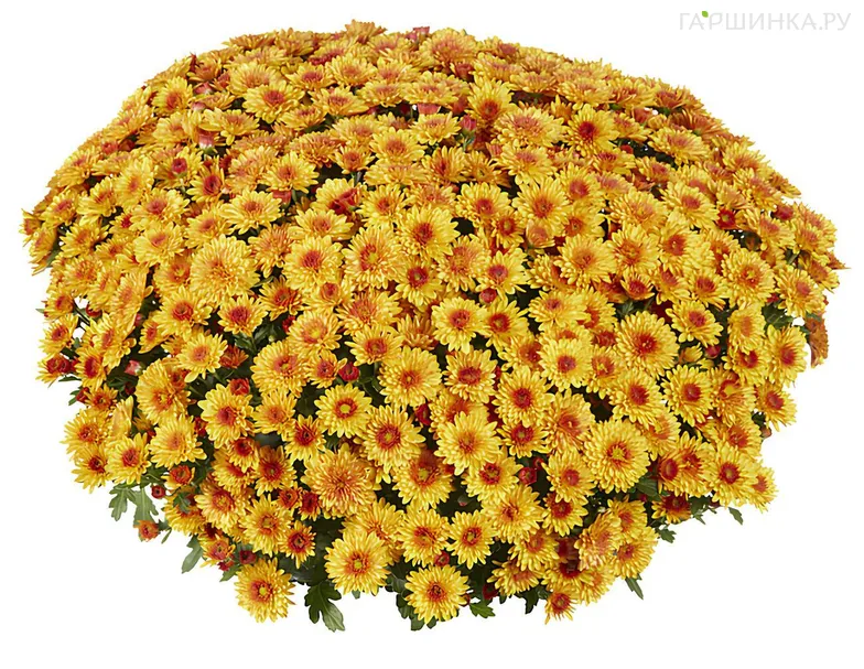Хризантема мультифлора Ливели Оранж Биколор